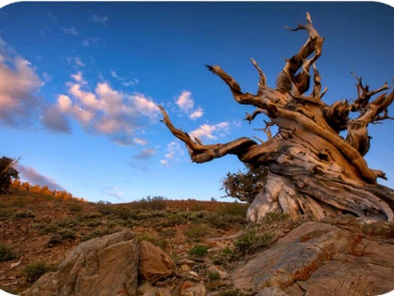 Bryce Canyon: 2-Hour, 4-Seat or 5-Seat ATV Rental - Why This Tour Is Worth Considering
