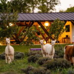 Bucharest: Day Trip at the The Tribe Alpaca Retreat - What to Expect: A Relaxing, Animal-Focused Day
