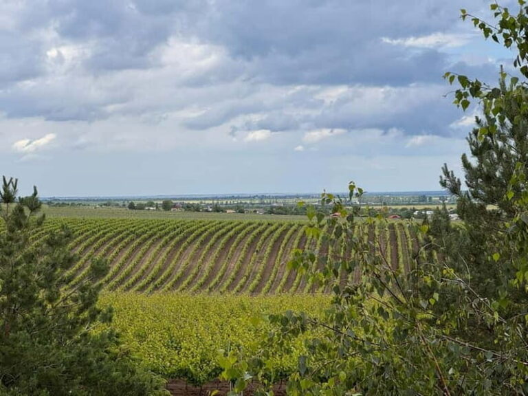 Bucharest: Half-Day Tour of Dealu Mare Wineries - Why Choose the Bucharest Half-Day Dealu Mare Tour?