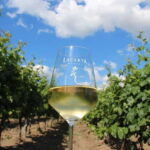 Bucharest: Taste the Magic of Wine in Romanias Tuscany - La Certa Winery: Modern Elegance Meets Quality