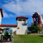 Bucharest: Tour The Wine Road, 2 Boutique Wineries in 1 Day - Why This Tour Offers Great Value