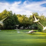 Bucharest: Tour to Danube Delta 2-Days With Boat Tour - What to Expect from the Tour