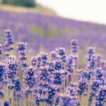 Budapest: Tihany Peninsula Hike and Abbey Day Trip - A Deep Dive into the Experience