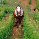 Burgundy Vineyards: Luxury Private Tours - Practical Tips for Future Travelers