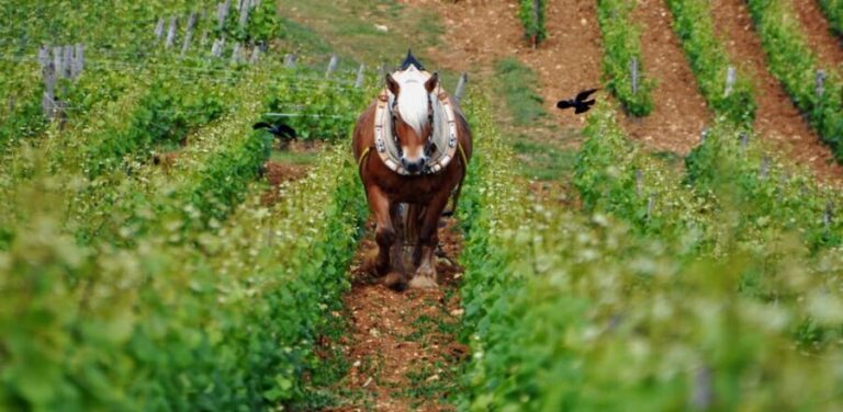 Burgundy Vineyards: Luxury Private Tours - Practical Tips for Future Travelers