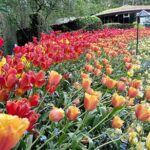 Butchart Gardens and Victoria City Private Tour 1-6 pax - The Sum Up