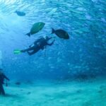 Cabo Pulmo 2 Tank Certified Dive with Lunch - The Diving Experience: What You’ll Likely See
