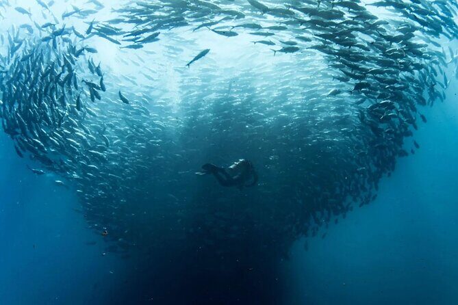 Cabo Pulmo Diving Adventure - An In-Depth Look at the Cabo Pulmo Diving Adventure