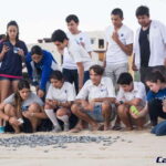 Cabo San Lucas: Baby Turtle Release Experience - Why This Tour Is Special