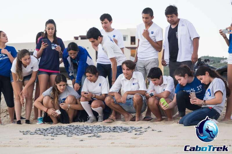 Cabo San Lucas: Baby Turtle Release Experience - Why This Tour Is Special