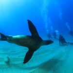 Cabo San Lucas Certified 2 Tank Dive at the Famous Arch and Land's End - What’s Included and What’s Not