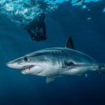 Cabo San Lucas: Shark Snorkeling and Freediving Tour - Final Words: Is This Tour for You?