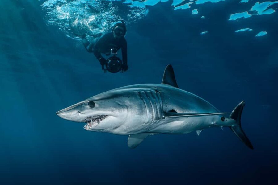 Cabo San Lucas: Shark Snorkeling and Freediving Tour - Final Words: Is This Tour for You?