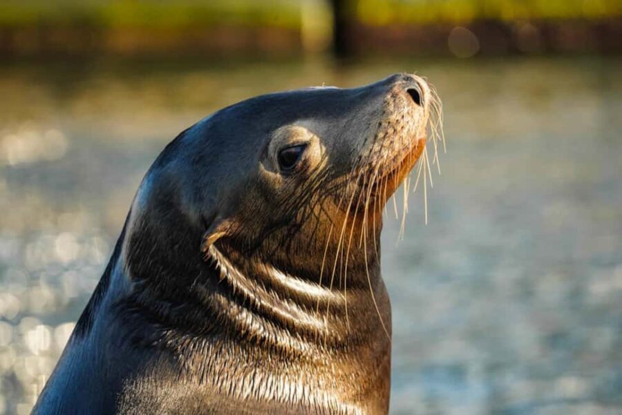 Cabo San Lucas: Sunset Cruise - Final Thoughts: Is This Sunset Cruise Worth It?