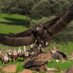 Cáceres: Monfrague Wildlife Full-Day Tour - What Makes This Tour Stand Out?