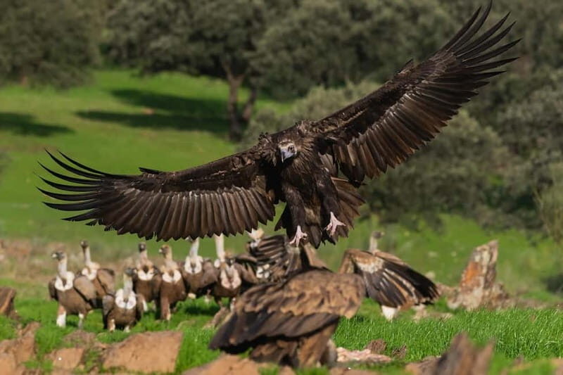 Cáceres: Monfrague Wildlife Full-Day Tour - What Makes This Tour Stand Out?