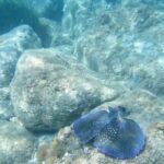 Cala Gonone: Snorkeling in the Orosei Gulf - Why This Tour Is a Great Choice