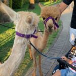 Calabrian Alpacas Sunset Beach Experiences Pizzo VV AlpacSelfies - Who Will Love This Experience?