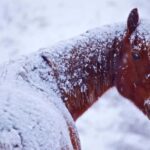 Calgary Alberta: Indigenous Culture and Medicine Wheel Tour - Who Should Consider This Tour?