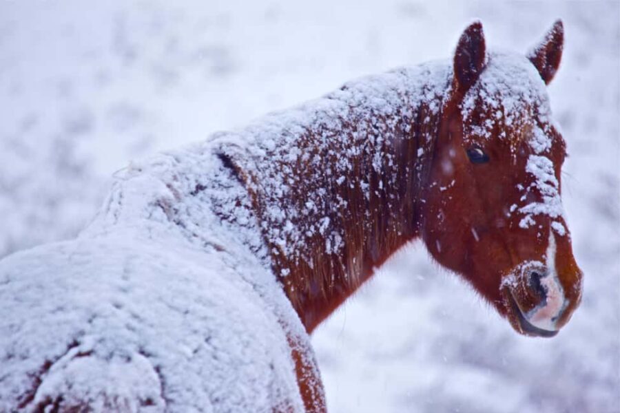 Calgary Alberta: Indigenous Culture and Medicine Wheel Tour - Who Should Consider This Tour?