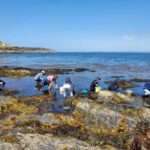 Camaret-sur-mer: Seaweed picking and cooking workshop - The Value of the Experience