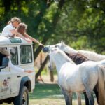 Camargue: Safari 4x4, VIP Tour with Meal 8h, Grau du Roi - What Makes This Tour Special