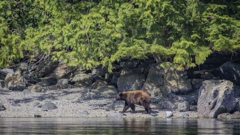 Campbell River: 7-Hour Big Animal Encounter Boat Tour - Comfort and Facilities
