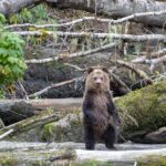 Campbell River, BC: Full Day Grizzly Bear Tour in Toba Inlet - The Experience in a Nutshell