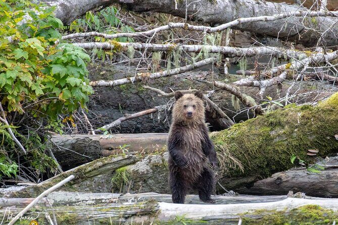 Campbell River, BC: Full Day Grizzly Bear Tour in Toba Inlet - The Experience in a Nutshell