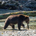 Campbell River: Full-Day Grizzly Bear Tour With Lunch - The Food and Gear: What Makes the Day Special