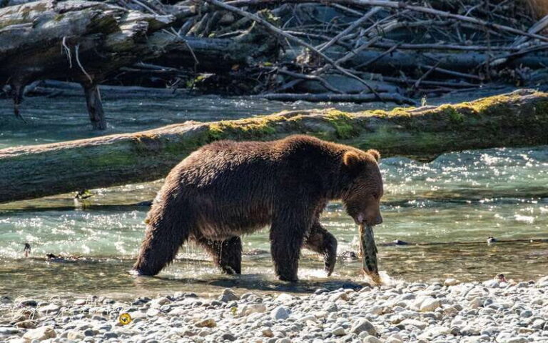 Campbell River: Full-Day Grizzly Bear Tour With Lunch - The Food and Gear: What Makes the Day Special