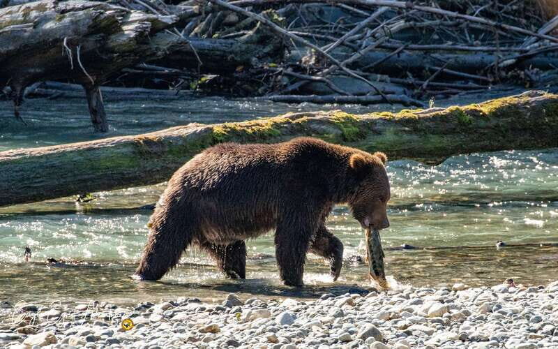 Campbell River: Full-Day Grizzly Bear Tour With Lunch - The Food and Gear: What Makes the Day Special