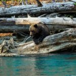 Campbell River: Grizzly Bear Expedition with Lunch - Is It Worth the Price?