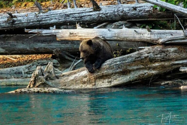 Campbell River: Grizzly Bear Expedition with Lunch - Is It Worth the Price?