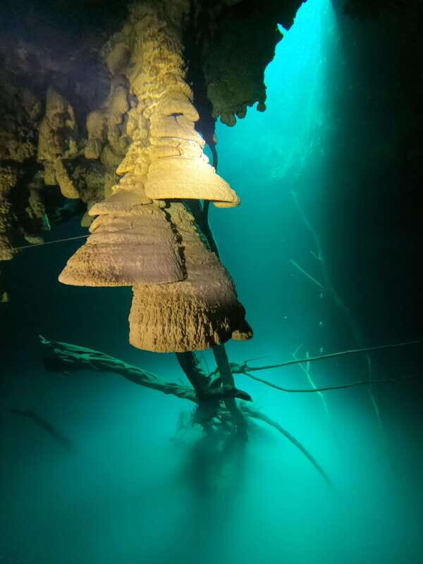 Cancun: 2 Dives in Cenotes Ki Ha + Zapote - Certified Divers - Exploring the Itinerary: What to Expect
