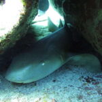 Cancun: 2 Reef Dives at Punta Cancun for Certified Divers - Why This Tour Offers Great Value