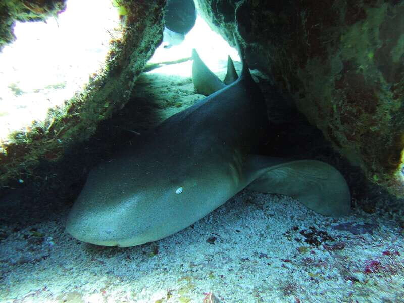 Cancun: 2 Reef Dives at Punta Cancun for Certified Divers - Why This Tour Offers Great Value  