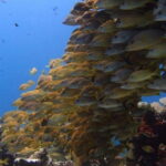 Cancun: Dive Underwater Museum & Manchones Reef - Final Thoughts