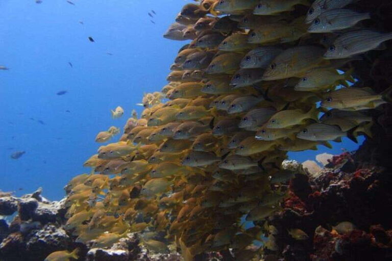 Cancun: Dive Underwater Museum & Manchones Reef - Final Thoughts