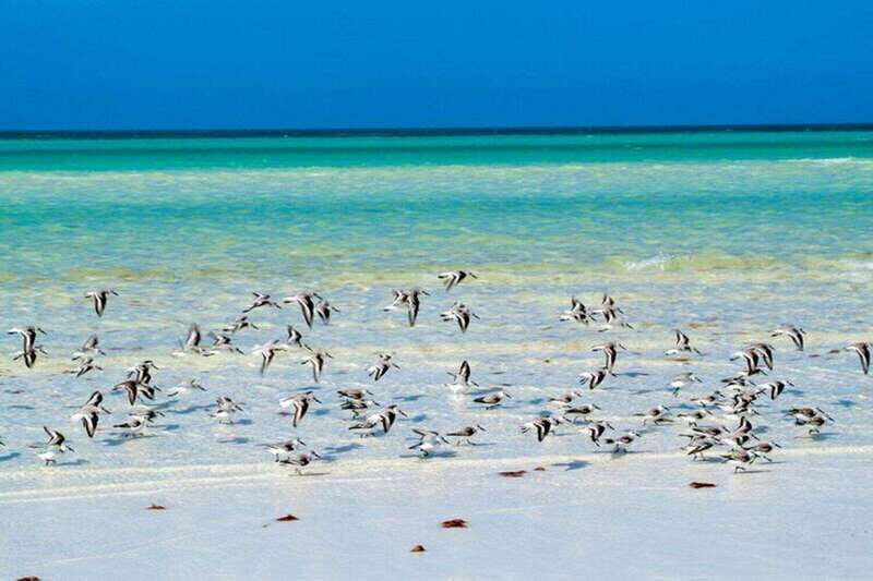 Cancun: Holbox plus Island, Punta Mosquito Trip with Lunch - Who Will Love This Tour?