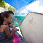 Cancún Interactive Aquarium Admission + Dolphin Presentation - The Dolphin Presentation: A Showstopper