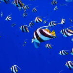 Cancun: Jungle expedition with speedboat ride and Snorkel - The Experience’s Pros and Cons