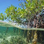 Cancun Jungle Tour, Wild Lagoon Experience! Couples - Who Will Enjoy This Tour?