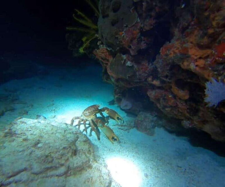 Cancun: Night Dive for Certified Divers - The Itinerary and Experience 