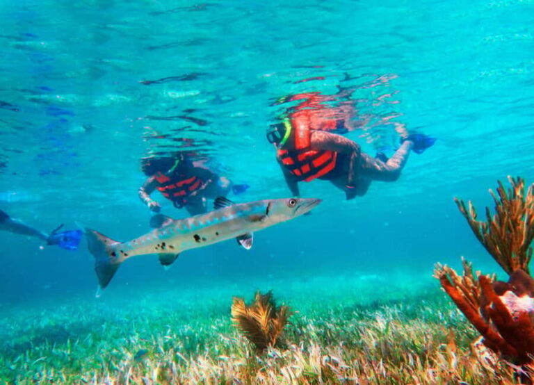 Cancún: Puerto Morelos Reef Snorkeling Tour & Seaside Lunch - Authentic Perspectives from Past Travelers