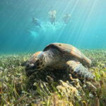 Cancun: Snorkeling Boat Tour with Gear - A Closer Look at the Itinerary and Experience