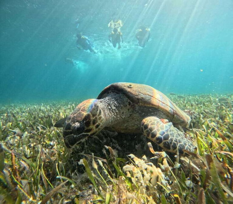 Cancun: Snorkeling Boat Tour with Gear - A Closer Look at the Itinerary and Experience