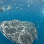 Cancún: Swim with Whale Sharks - The Itinerary Breakdown