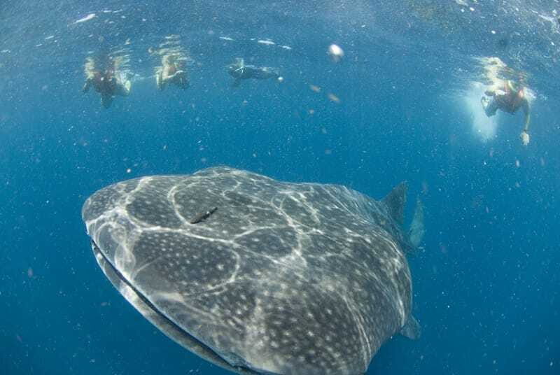 Cancún: Swim with Whale Sharks - The Itinerary Breakdown