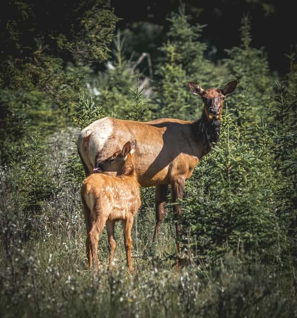 Canmore: 1.5 Hour Scenic Raft Tours in the Rockies - What to Expect on the Tour
